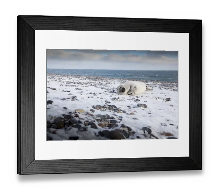 Framed Print : Grey seal (Halichoerus grypus)