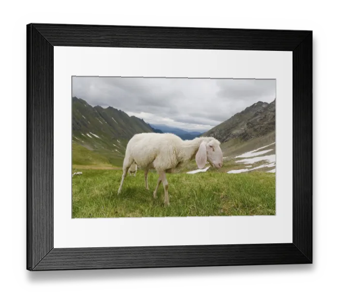 Framed Print : Wool sheep on the pasture at the Preberthoerl (Austrian alps) Framed Print : Wool sheep on the pasture at the Preberthoerl (Austrian alps)