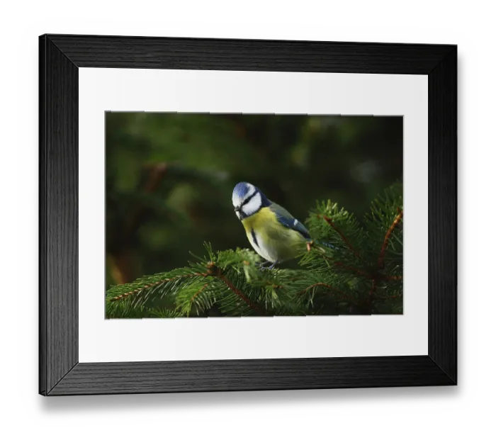 Framed Print : Blue tit, Parus caeruleus