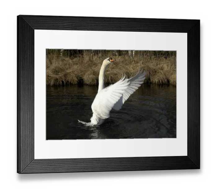 Framed Print : Mute Swan (Cygnus olor) on the water
