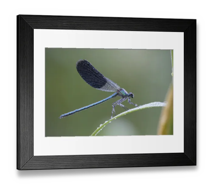 Framed Print : Banded Demoiselle (Calopteryx splendens) Framed Print : Banded Demoiselle (Calopteryx splendens)