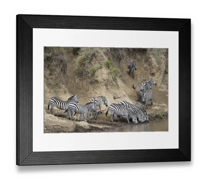 Framed Print : Plains zebra (Equus quagga), herd during migration
