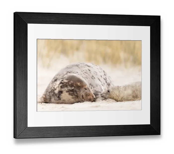 Framed Print : Grey seals (Halichoerus grypus) Framed Print : Grey seals (Halichoerus grypus)
