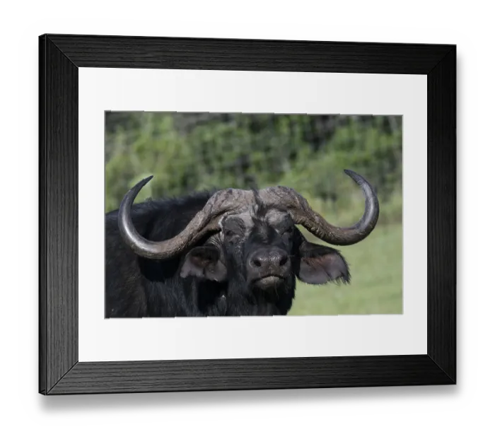Framed Print : African buffalo (Syncerus caffer) Framed Print : African buffalo (Syncerus caffer)