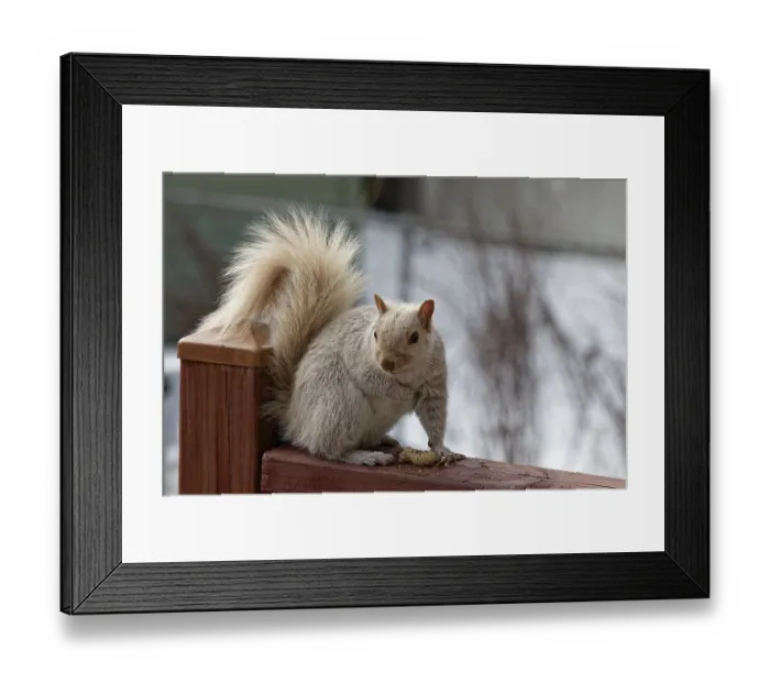 Framed Print : Nature, pale coloured squirrel (Sciurus) eating peanuts Framed Print : Nature, pale coloured squirrel (Sciurus) eating peanuts