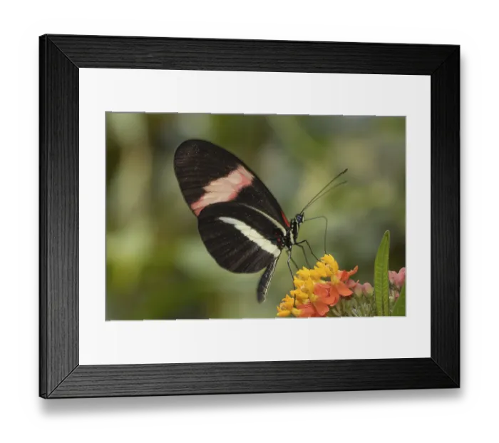 Framed Print : Passion Flower Butterfly (Heliconius melpomene)