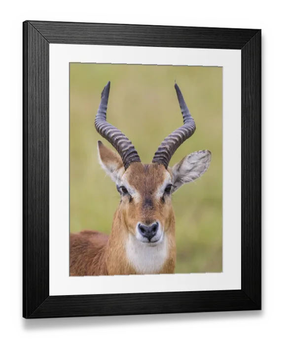 Framed Print : Ugandan Kob (Kobus kob thomasi) Framed Print : Ugandan Kob (Kobus kob thomasi)