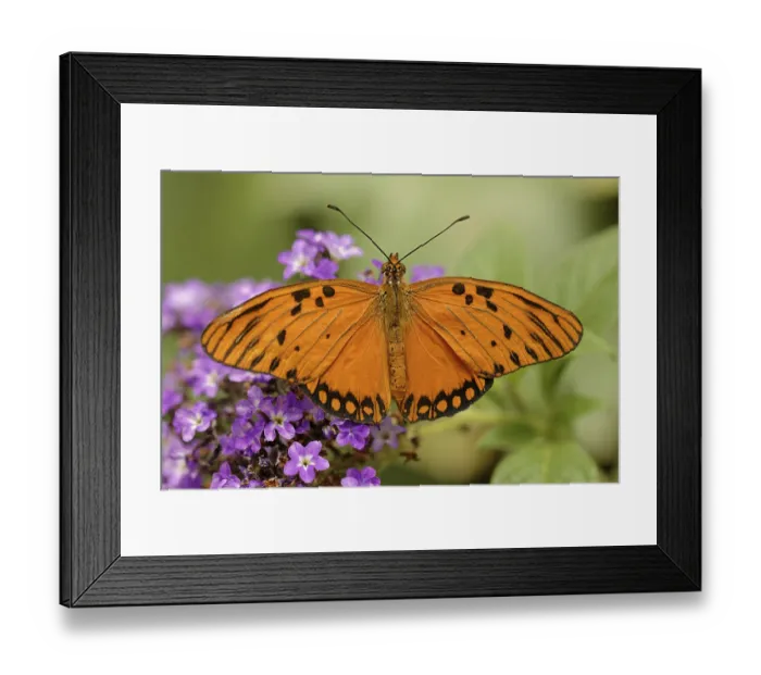 Framed Print : Agraulis vanillae Framed Print : Agraulis vanillae