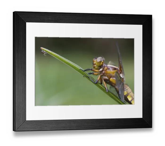 Framed Print : broad-bodied chaser meets a little spider Framed Print : broad-bodied chaser meets a little spider