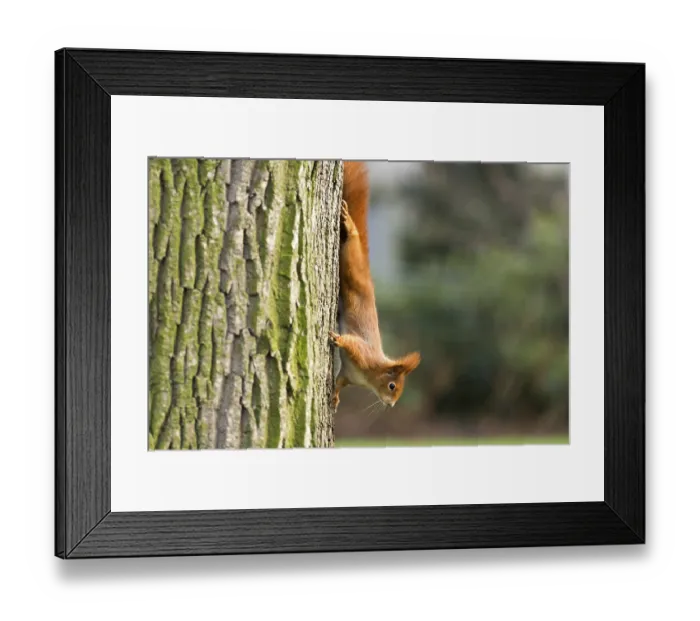 Framed Print : Red Squirrel, Germany, wildlife
