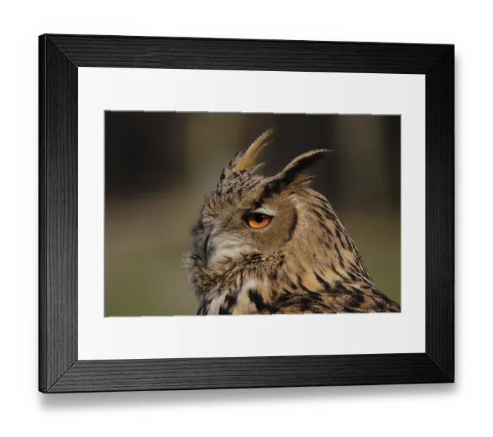 Framed Print : Eurasian Eagle-owl portrait Framed Print : Eurasian Eagle-owl portrait