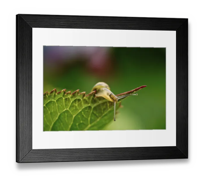 Framed Print : Snail in the summer garden Framed Print : Snail in the summer garden