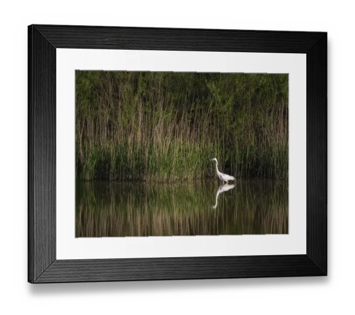 Framed Print : Great egret heron in a lake