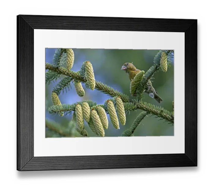 Framed Print : Common crossbill (Loxia curvirostra)