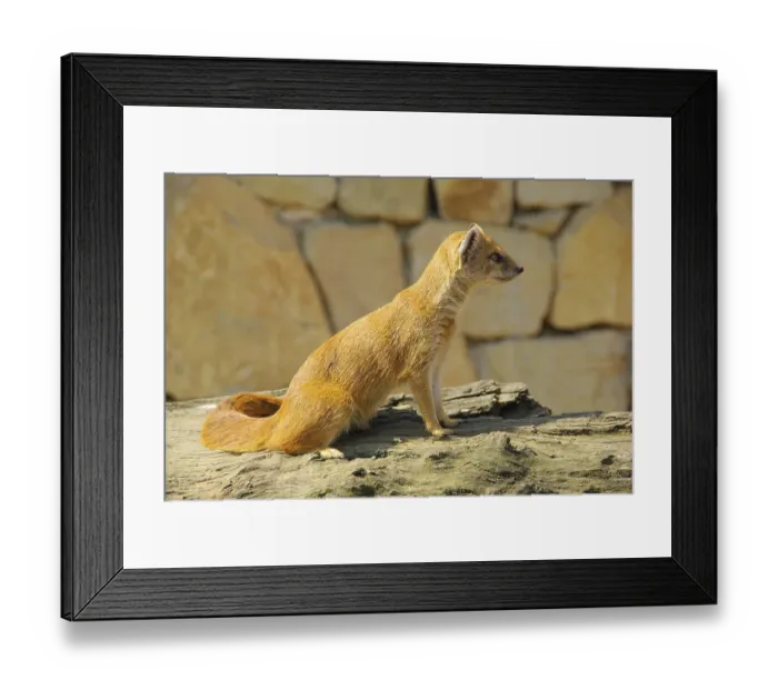 Framed Print : Fox Mongoose, Yellow Mongoose Framed Print : Fox Mongoose, Yellow Mongoose