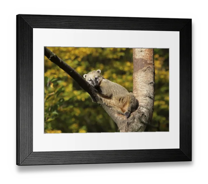 Framed Print : South American coati Framed Print : South American coati