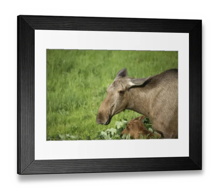 Framed Print : Calf with dam Framed Print : Calf with dam