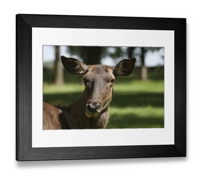 Framed Print : Cervus elaphus maral