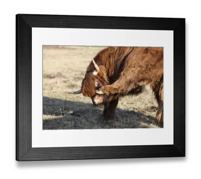 Framed Print : Hochland Rind Framed Print : Hochland Rind