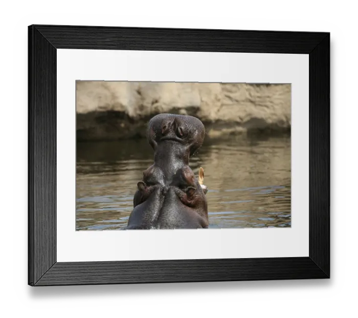 Framed Print : River perd (Hippopotamus amphibius)