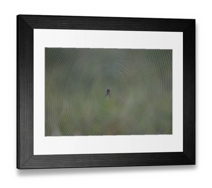Framed Print : Spider web with spider Framed Print : Spider web with spider