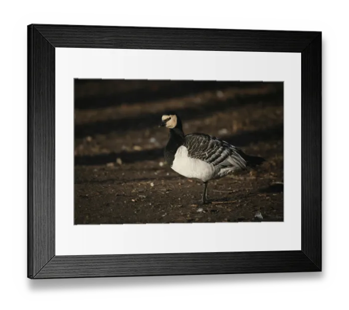 Framed Print : Barnacle goose