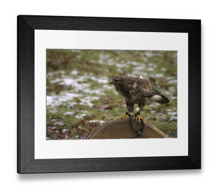Framed Print : Buzzard in a falconry