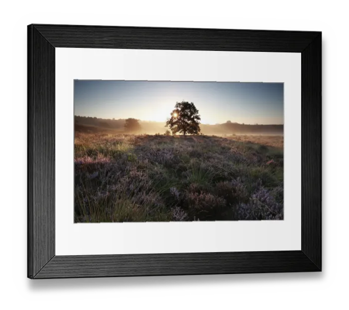 Framed Print : Sunrise behind oak tree on heather hills Framed Print : Sunrise behind oak tree on heather hills