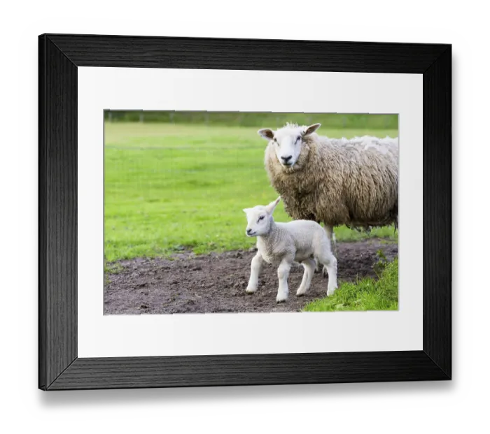Framed Print : Mother sheep and newborn lamb in pasture during springtime Framed Print : Mother sheep and newborn lamb in pasture during springtime