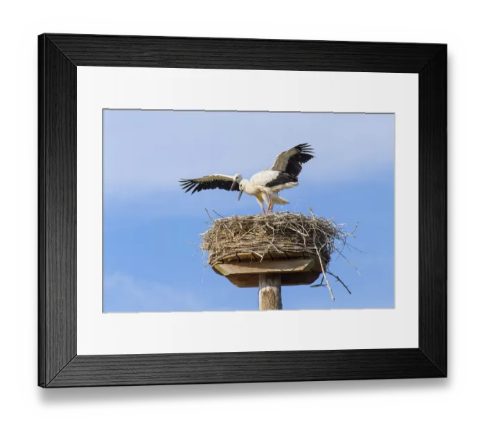 Framed Print : Two juvenile storks standing on nest Framed Print : Two juvenile storks standing on nest