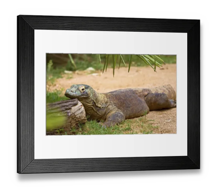 Framed Print : Monitor lizard. Atlanta zoo, Georgia, Asia
