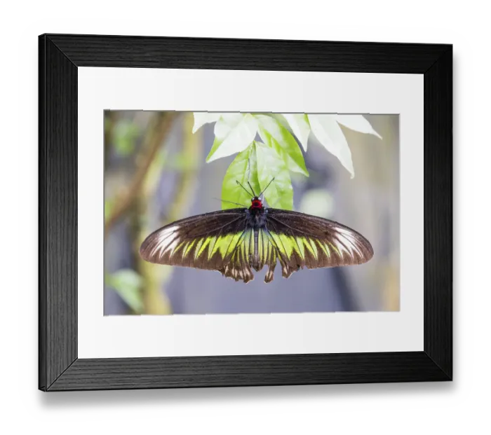 Framed Print : Close up of a butterfly in Malaysia Framed Print : Close up of a butterfly in Malaysia