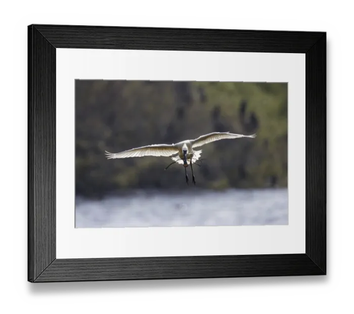 Framed Print : Loeffler, Platalea leucorodia, Eurasian spoonbill Framed Print : Loeffler, Platalea leucorodia, Eurasian spoonbill