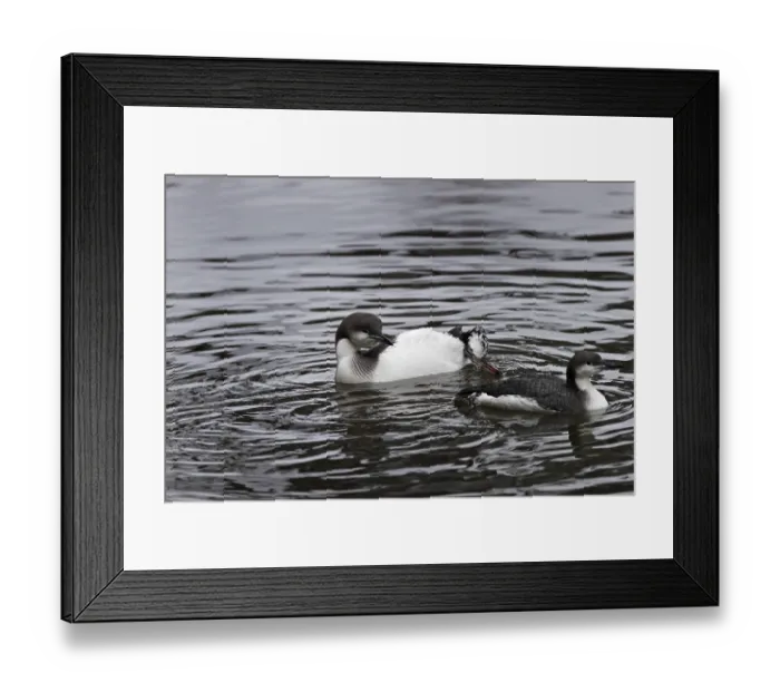 Framed Print : Black-throated loon, Gavia arctica