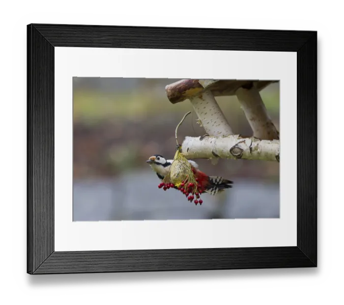 Framed Print : Great spotted woodpecker, female Framed Print : Great spotted woodpecker, female