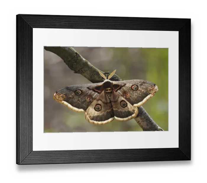 Framed Print : Saturnia pyri, giant peacock moth Framed Print : Saturnia pyri, giant peacock moth