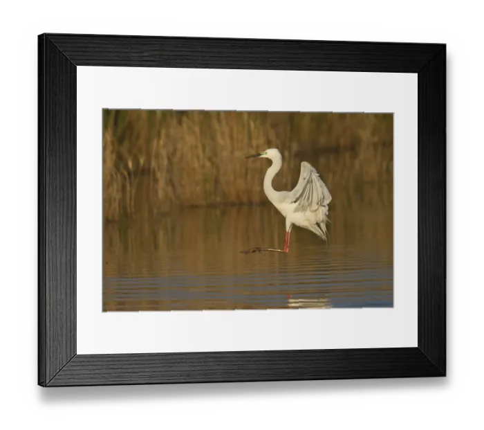 Framed Print : Great Egret, Ardea alba, great egret