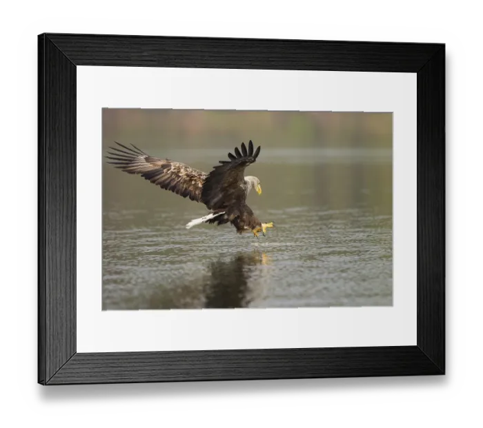 Framed Print : Seeadler, Haliaeetus albicilla, white-tailed eagle
