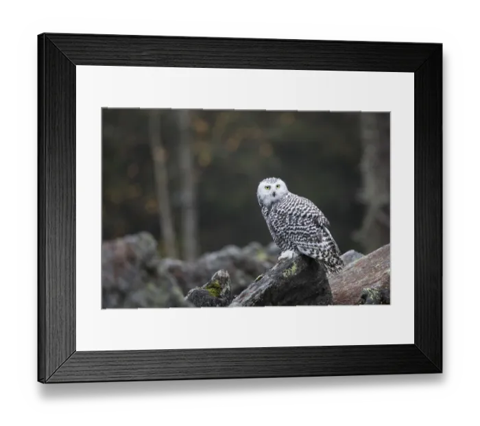 Framed Print : Snowy owl, Bubo scandiacus