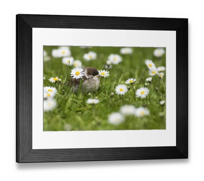Framed Print : A tree sparrow chick sitting among daisies