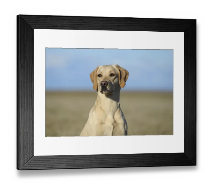 Framed Print : Labrador Retriever, dog, portrait Framed Print : Labrador Retriever, dog, portrait