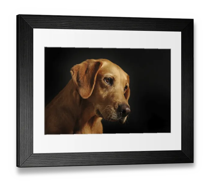 Framed Print : Labrador Retriever, yellow, female