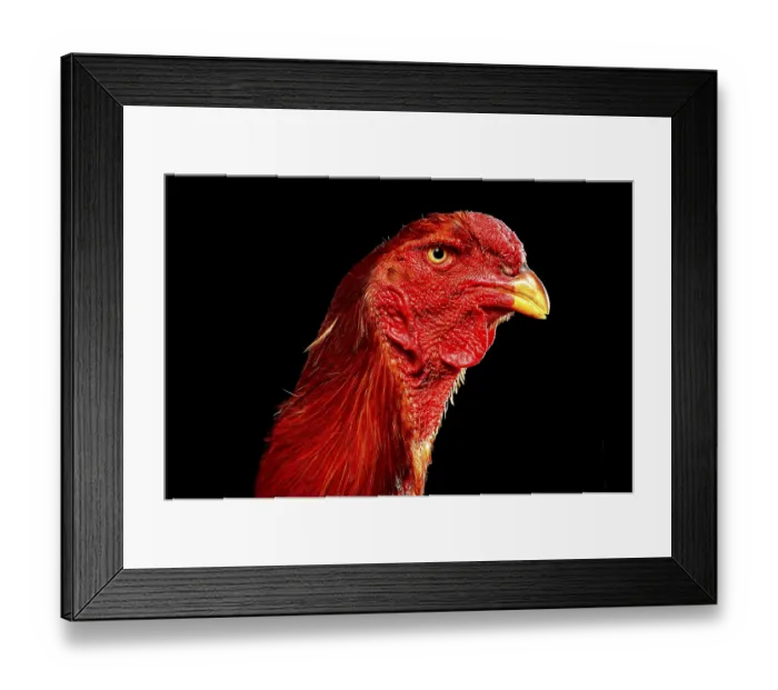 Framed Print : Shamo Cock, Germany, Europe Framed Print : Shamo Cock, Germany, Europe
