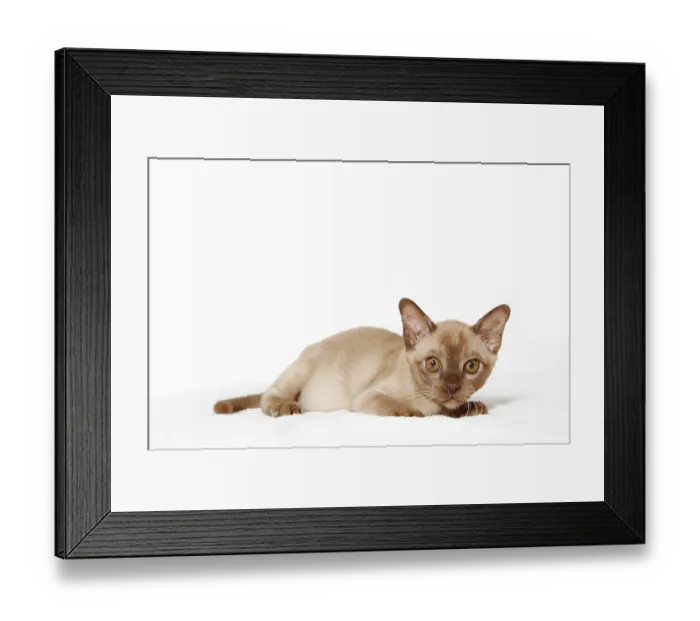 Framed Print : Burmese cat, 10 weeks old Framed Print : Burmese cat, 10 weeks old