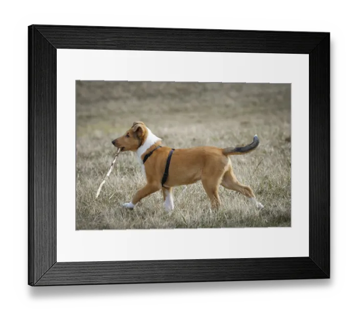 Framed Print : Shorthair collie, puppy with stick