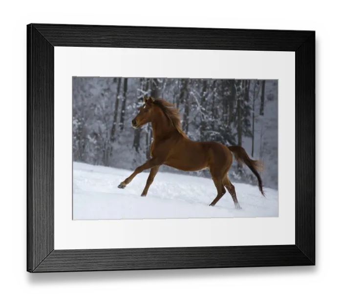 Framed Print : Thoroughbred Arabian gelding chestnut galloping on winter pasture