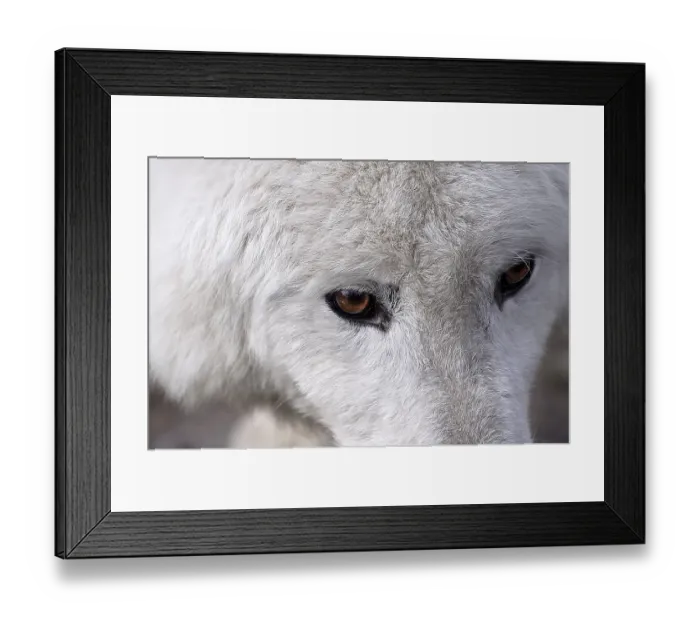 Framed Print : White wolf with brown eyes Framed Print : White wolf with brown eyes