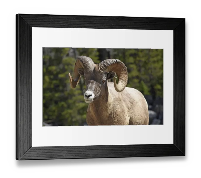 Framed Print : Bighorn Sheep (Ovis canadensis)