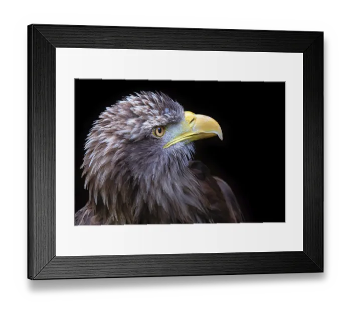 Framed Print : Young white-tailed eagle (Haliaeetus albicilla) Framed Print : Young white-tailed eagle (Haliaeetus albicilla)