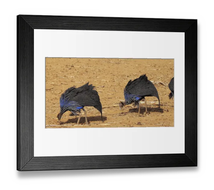 Framed Print : Vulturine Guineafowl (acryllium vulturinum) Framed Print : Vulturine Guineafowl (acryllium vulturinum)